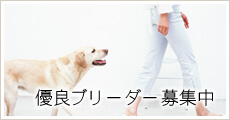 優良ブリーダー募集中