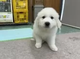グレートピレニーズ【千葉県・女の子・2025年6月3日・ホワイト】の写真4