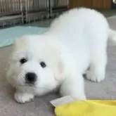 グレートピレニーズ【千葉県・女の子・2025年6月3日・ホワイト】の写真12