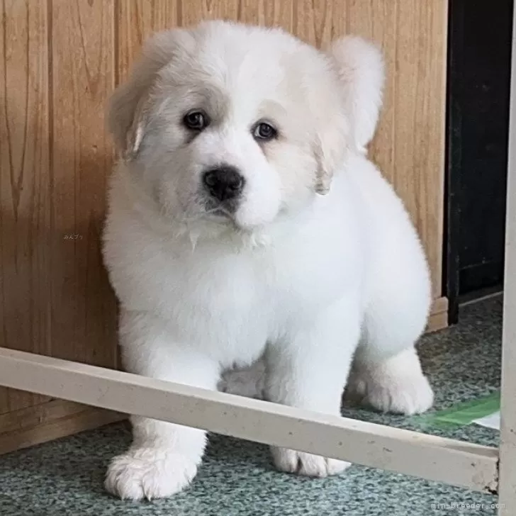 ID:2412-05479の子犬