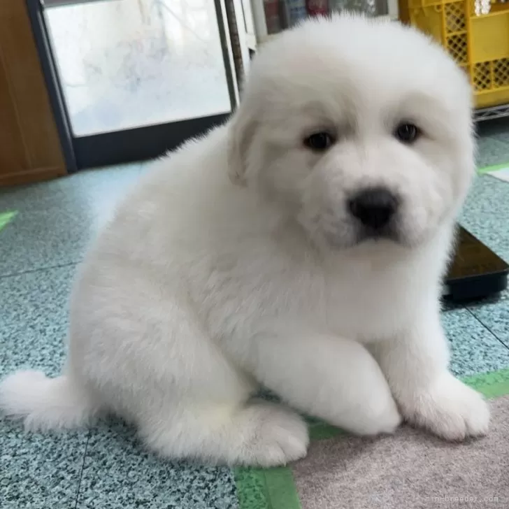 かおかお 様のお迎えした子犬