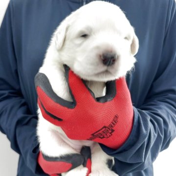 グレートピレニーズ【千葉県・女の子・2025年6月3日・ホワイト】の写真「プクプク、コロコロ栄養満点です♡早期ご購入予約で…」