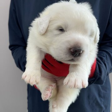 グレートピレニーズ【千葉県・女の子・2025年6月3日・ホワイト】の写真「プクプク、コロコロ栄養満点です♡早期ご購入予約で…」