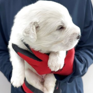 グレートピレニーズ【千葉県・女の子・2025年6月3日・ホワイト】の写真「プクプク、コロコロ栄養満点です♡早期ご購入予約で…」