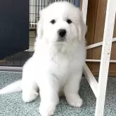 グレートピレニーズ