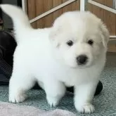 グレートピレニーズ