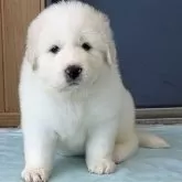 グレートピレニーズ