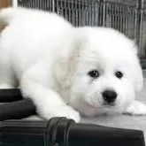 グレートピレニーズ