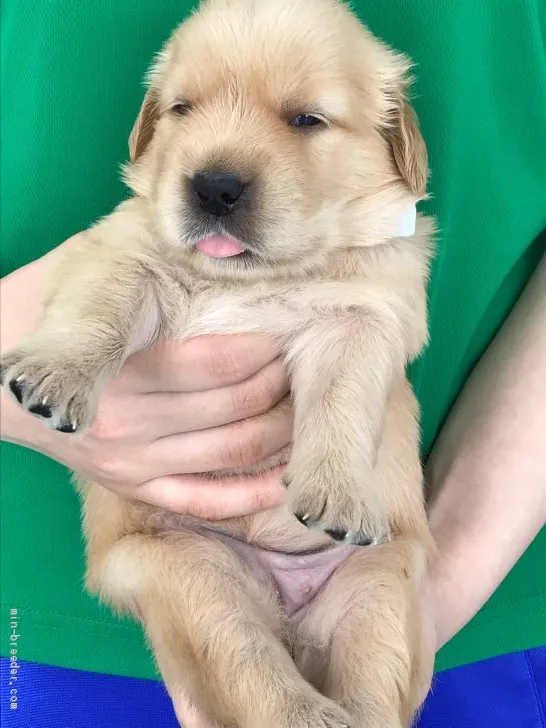 ID：1908-01632の子犬