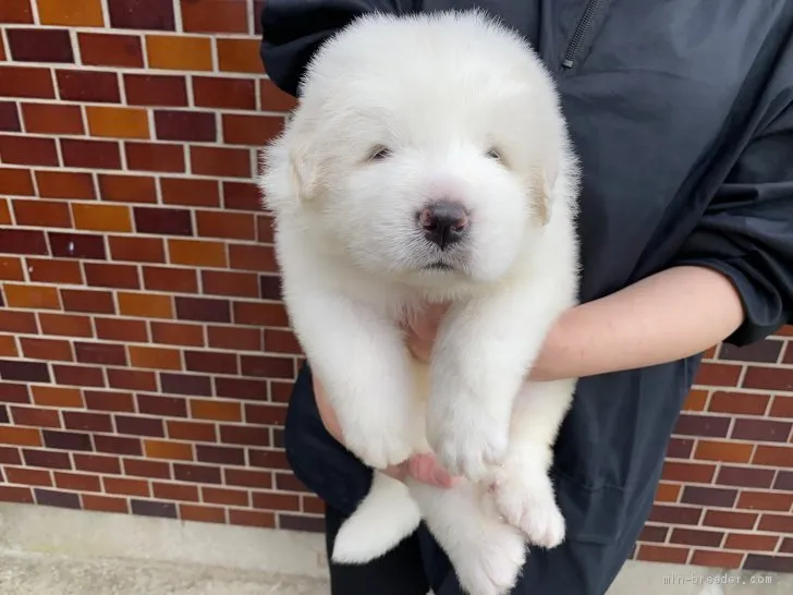ID:2105-01223の子犬