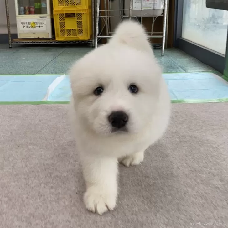 ID:2405-06155の子犬