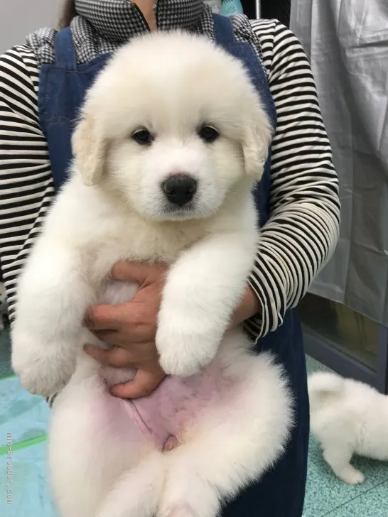 ID：1910-02106の子犬