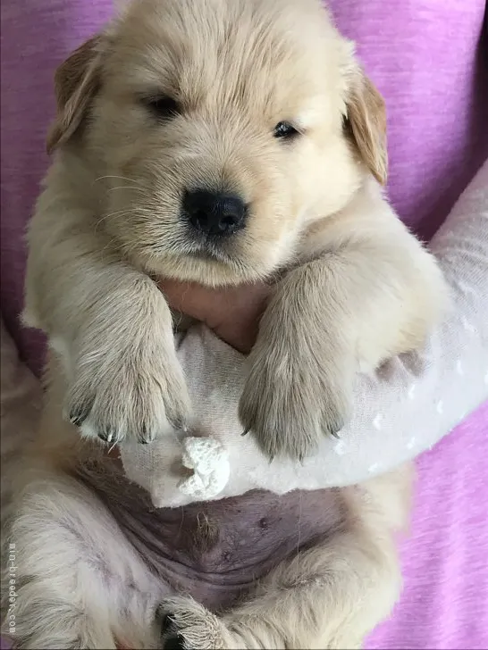 ID:1908-01631の子犬