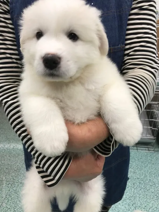 ID:1910-02101の子犬