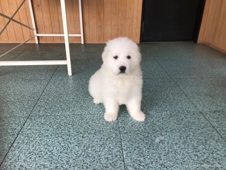 マギー 様のお迎えした子犬