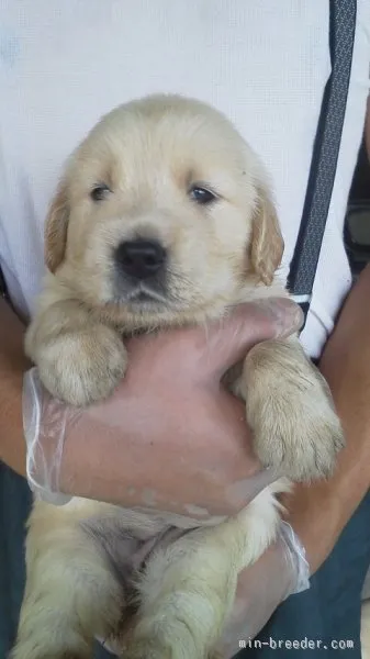 G.レトリバ 様のお迎えした子犬