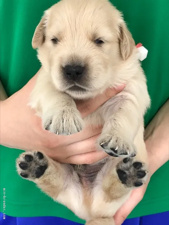 ID:1908-01629の子犬