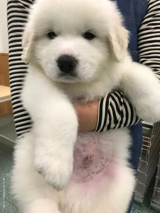 ID:1910-02102の子犬