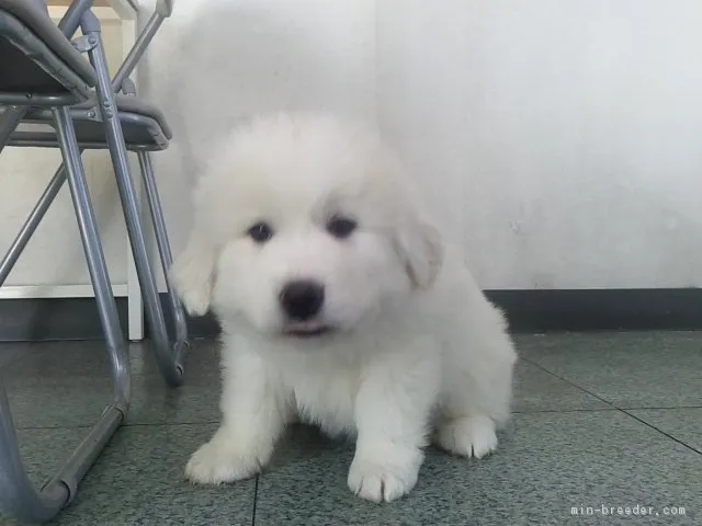 ID：1712-02323の子犬