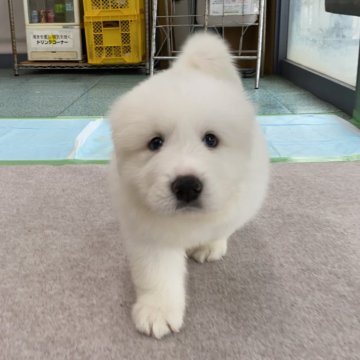 グレートピレニーズ【千葉県・男の子・2024年5月10日・ホワイト】の写真「プクプク、コロコロ栄養満点です♡」