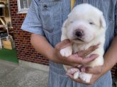 みんなの犬図鑑 グレートピレニーズ みんなの犬図鑑 グレートピレニーズ