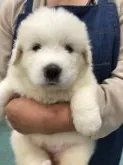 グレートピレニーズ【千葉県・女の子・2019年10月1日・ホワイト】の写真5「10/27撮影」