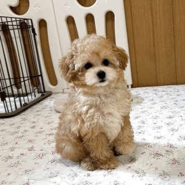 トイプードル(トイ)【福岡県・男の子・2025年7月6日・アプリコット】の写真「人懐っこくて性格◎の男の子です！」
