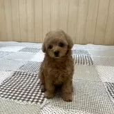 タイニープードル