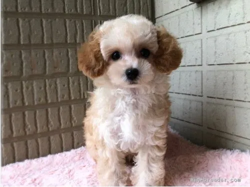 ID:1910-01160の子犬