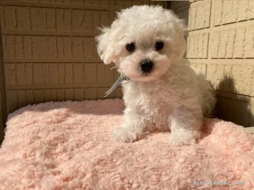 ID:2106-03124の子犬