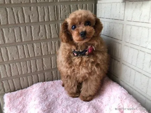 ID:2001-00574の子犬