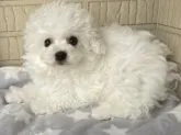 ボロニーズ【福岡県・男の子・2023年3月21日・ホワイト】の写真2