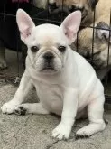 フレンチブルドッグ【京都府・女の子・2025年6月28日・クリーム】の写真8