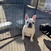 フレンチブルドッグ【京都府・女の子・2025年6月28日・クリーム】の写真12