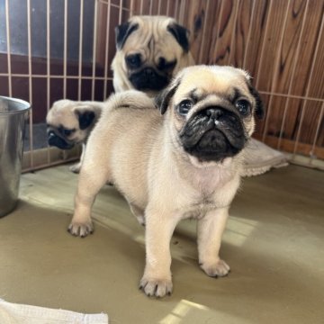 パグ【京都府・男の子・2025年11月2日・フォーン】の写真「良血統の男の子です。」