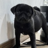 パグ
