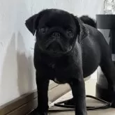 パグ