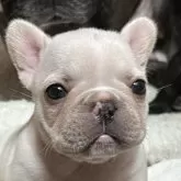 フレンチブルドッグ