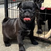 パグ