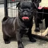 パグ
