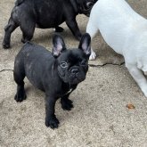 フレンチブルドッグ