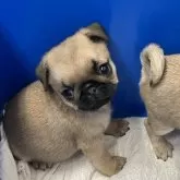 パグ