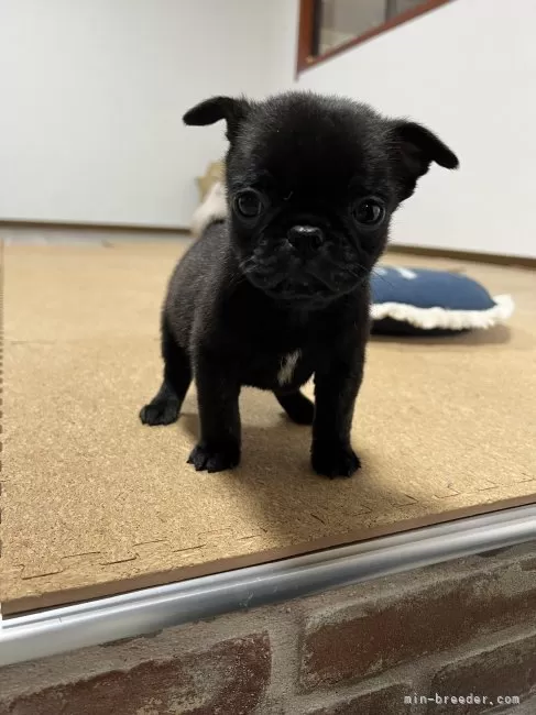 ミックス(パグ×フレンチブルドッグ)【京都府・男の子・2025年11月20日