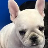 フレンチブルドッグ【京都府・女の子・2025年6月28日・クリーム】の写真5