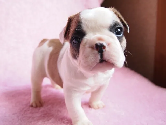 ID:1406-00333の子犬