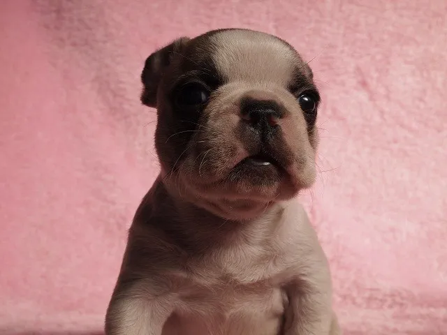 bluerose 様のお迎えした子犬