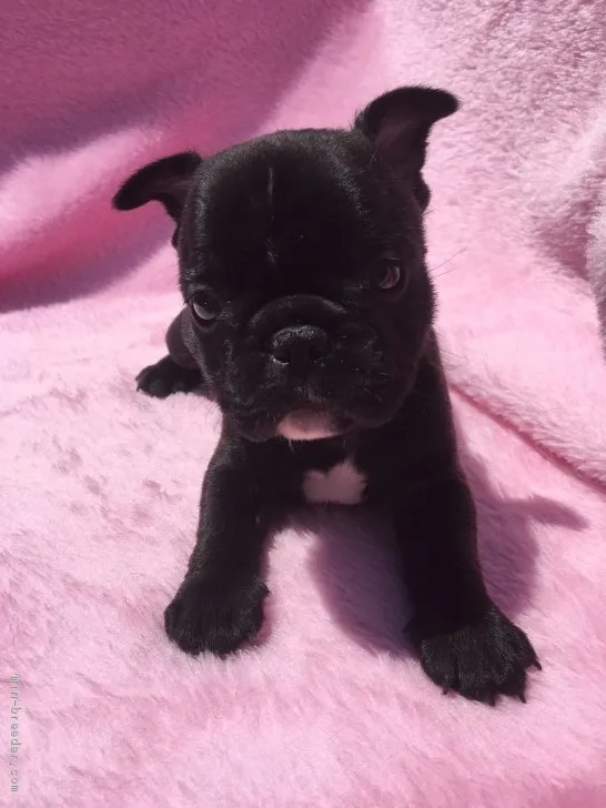 ID:1805-01209の子犬