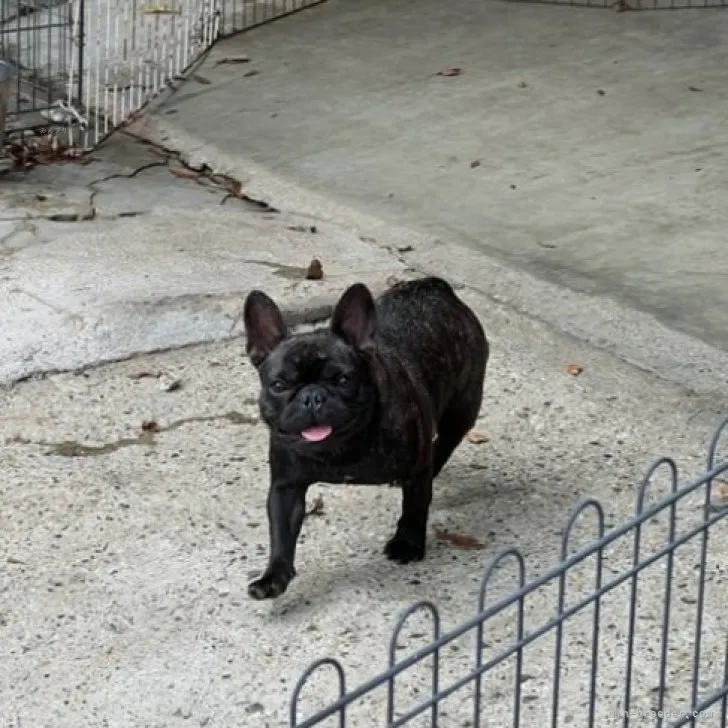 ID:2310-01220の子犬