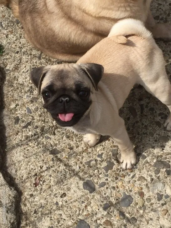 ID:2104-03102の子犬