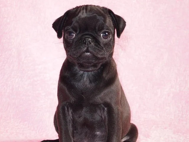 ID:1301-00060の子犬